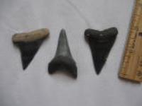 Venice Fossil Mako Shark Teeth